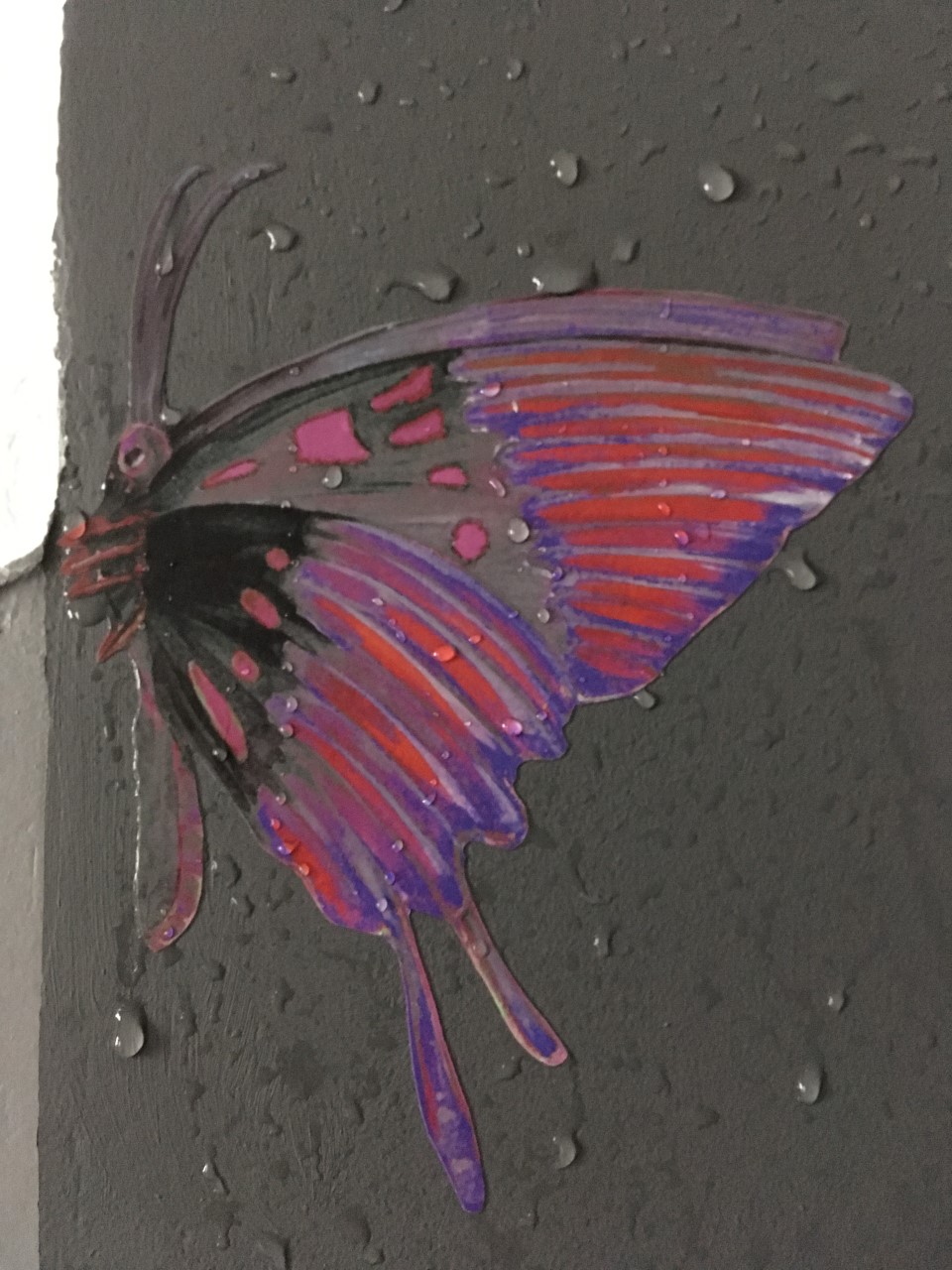sitcker papillon mouillé