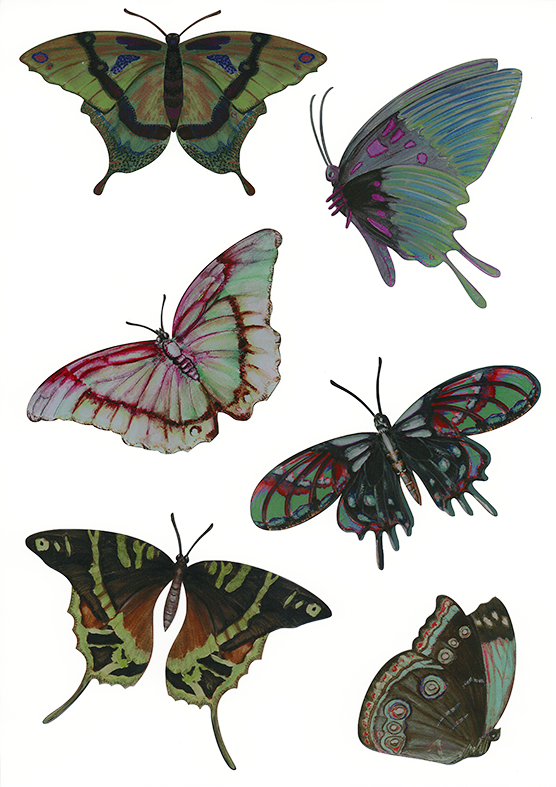 6 papillons verts