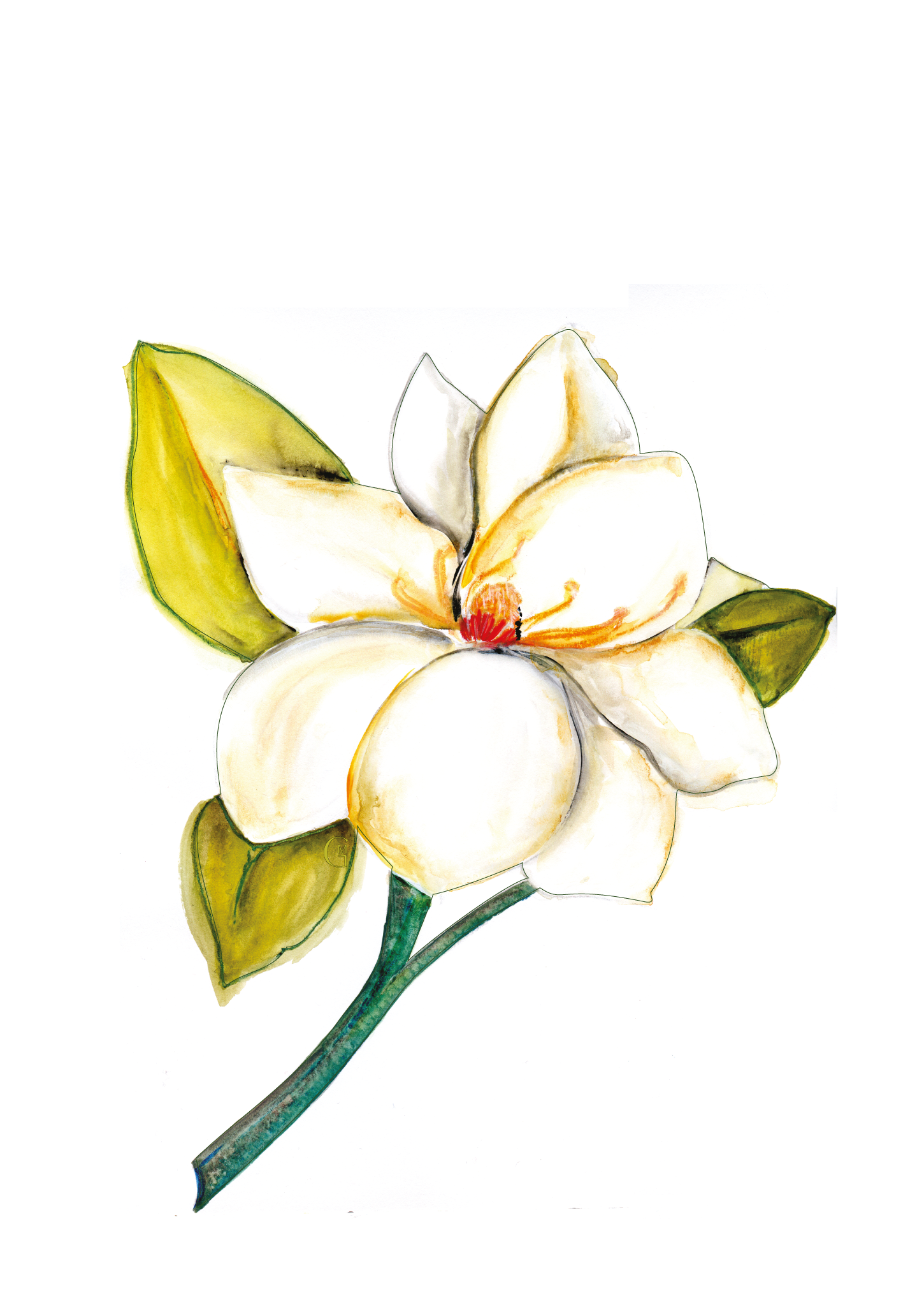Magnolia